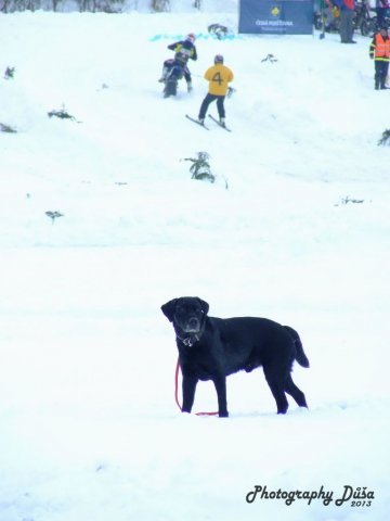 Motoskijöring Dolní Hořice 24.2.2013  